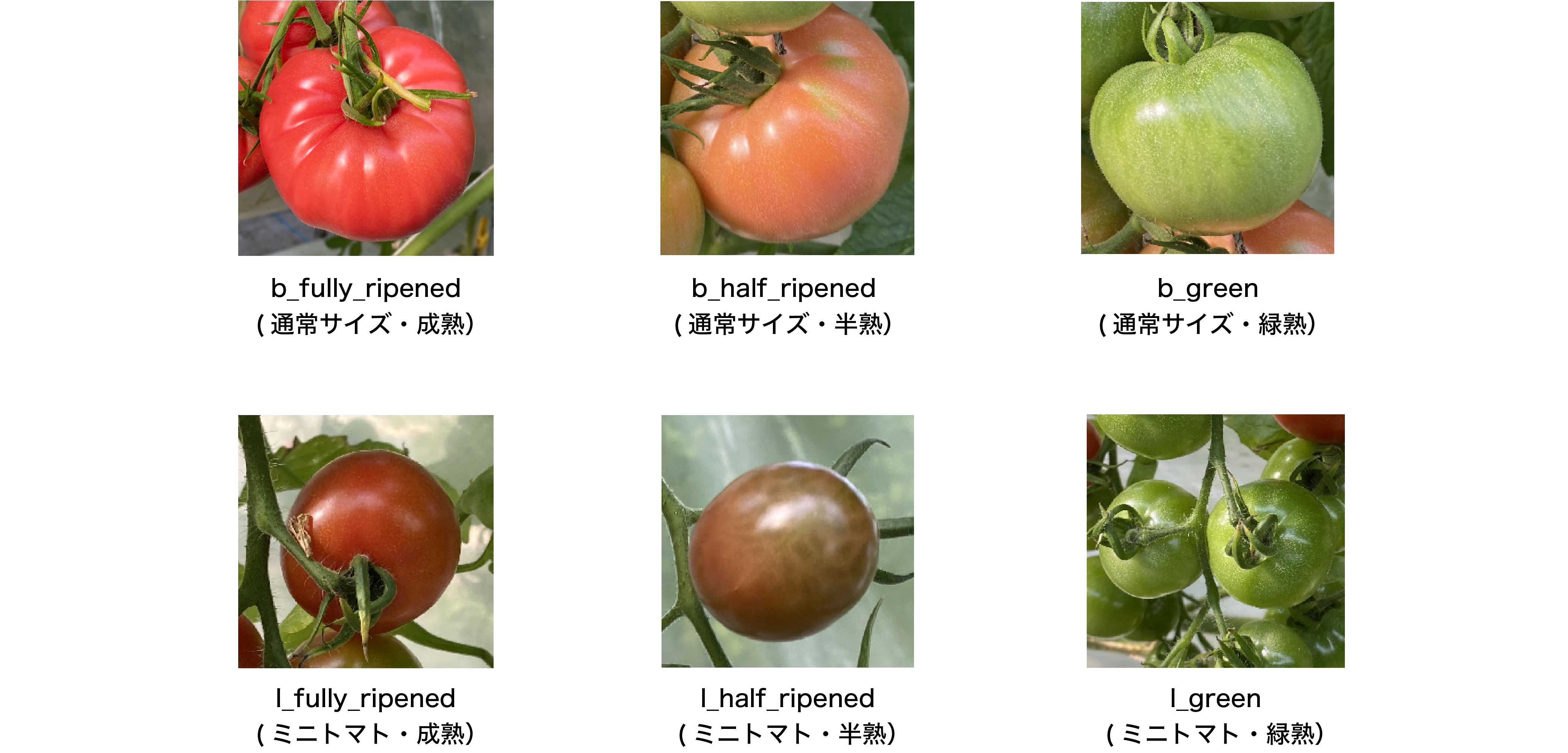トマト画像物体検出データセットを公開 株式会社laboro Ai